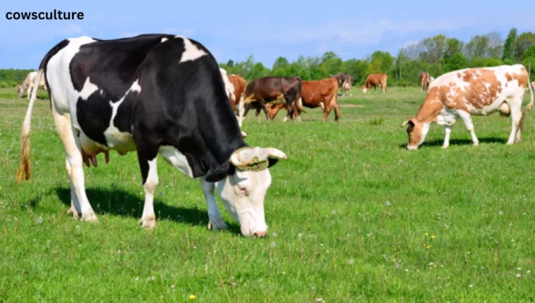 The Cost of Grass-Fed Cows: What You Need to Know