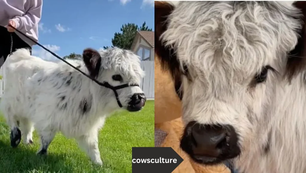 mini cow 