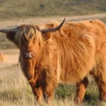 how much does a whole cow cost