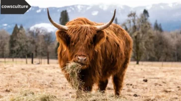 a Highland Cow cost