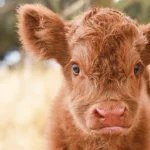 How Much Does a Baby Cow Cost?