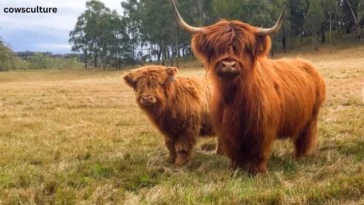 Mini Highland Cow