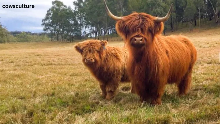 Mini Highland Cow