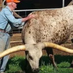 how much is a longhorn cow