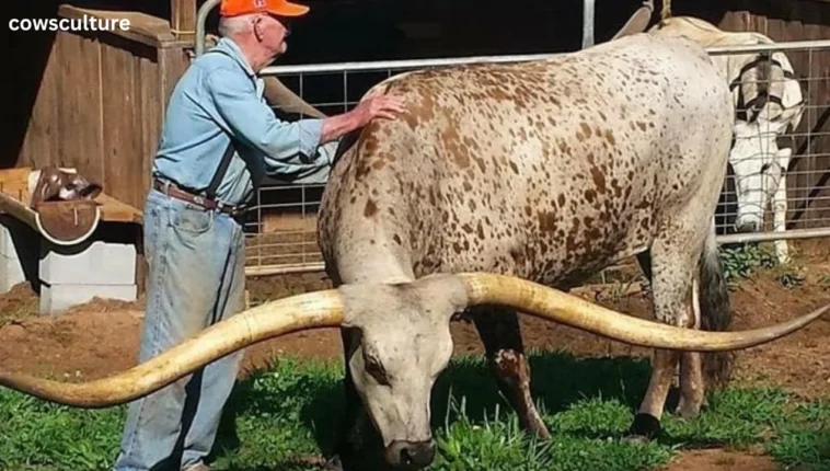 how much is a longhorn cow