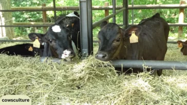 how much alfalfa to feed a cow