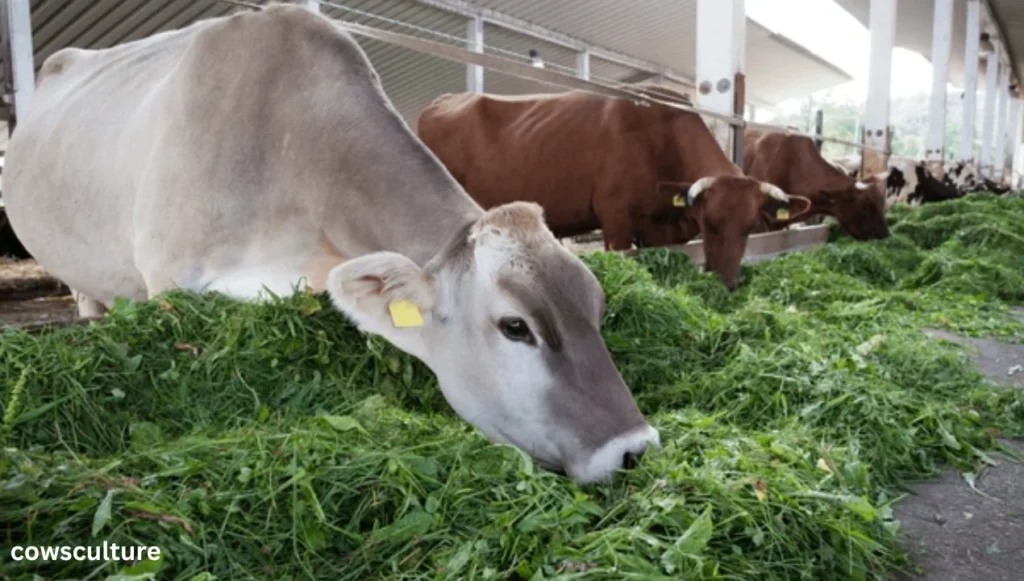 how much alfalfa to feed a cow