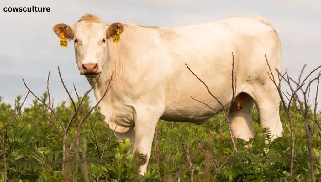 Female Cow Have Horns