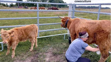 How much milk does a mini highland cow produce