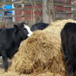 how much hay will a cow eat a day