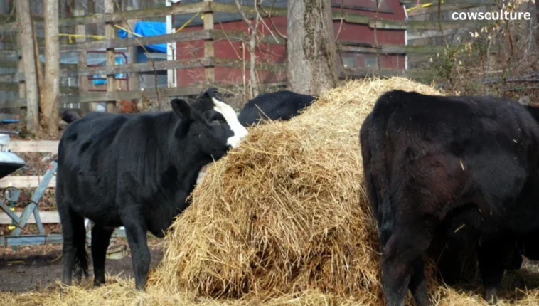 how much hay will a cow eat a day