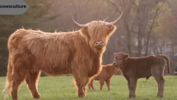 How Much Does a Baby Highland Cow Cost