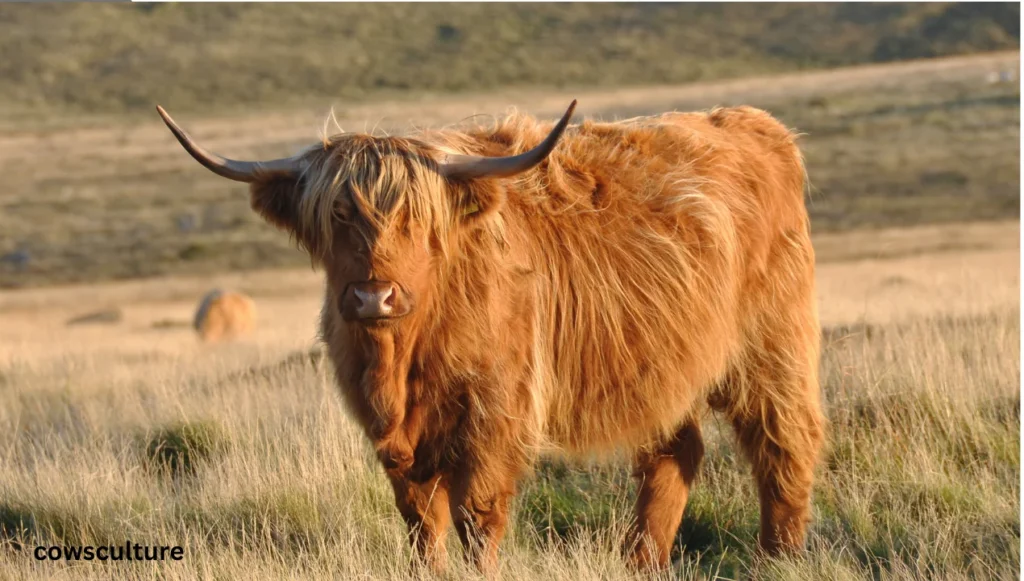 How Much Do Highland Cows Cost?