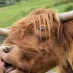 Can You Eat Highland Cows?