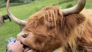 Can You Eat Highland Cows?