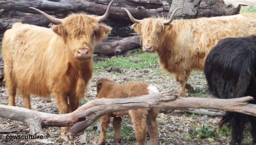 How long do mini highland cows live?