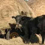 how much hay does a cow eat in a year