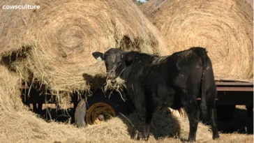 how much hay does a cow eat in a year