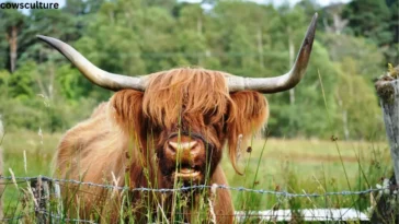 How long do mini highland cows live?