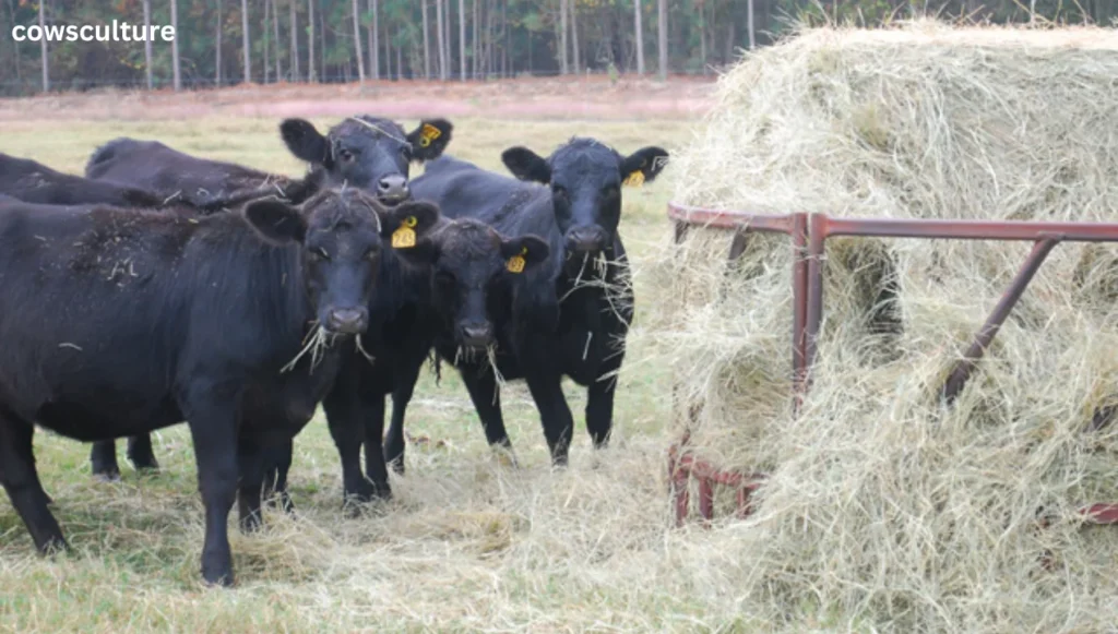 how much hay will a cow eat a day