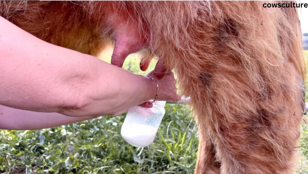 can you milk a highland cow