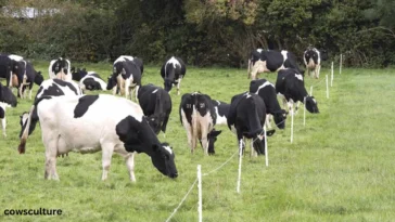 how much land does a cow need to graze