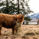 can you milk a highland cow?