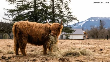 can you milk a highland cow?