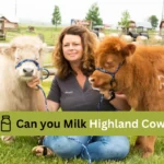 can you Milk Highland Cow?