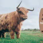 How much does a highland cow weigh