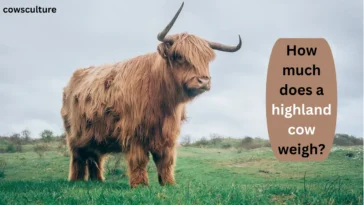 How much does a highland cow weigh