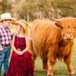 what are mini highland cows good for