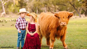 what are mini highland cows good for