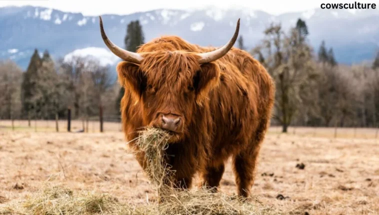 where can i see a highland cow?