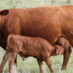 how much is a highland cow calf?