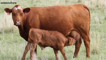 how much is a highland cow calf?