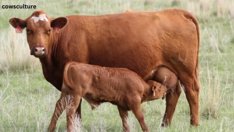 how much is a highland cow calf?