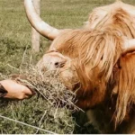 how to adopt a highland cow