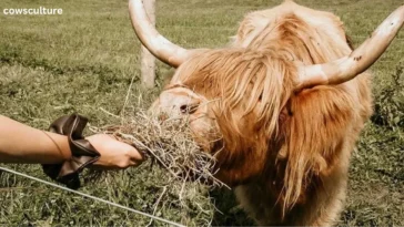 how to adopt a highland cow