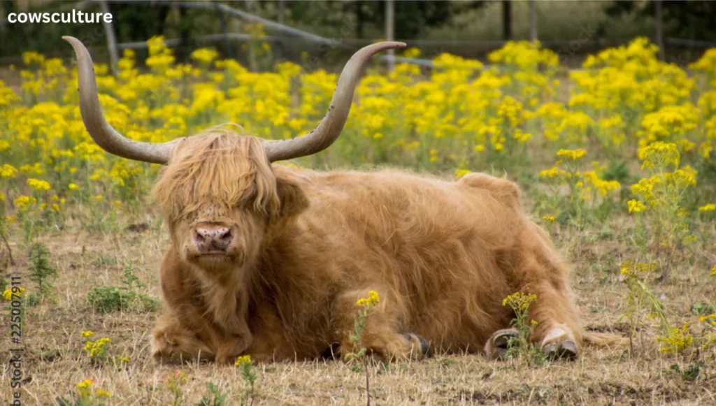 how to adopt a highland cow?