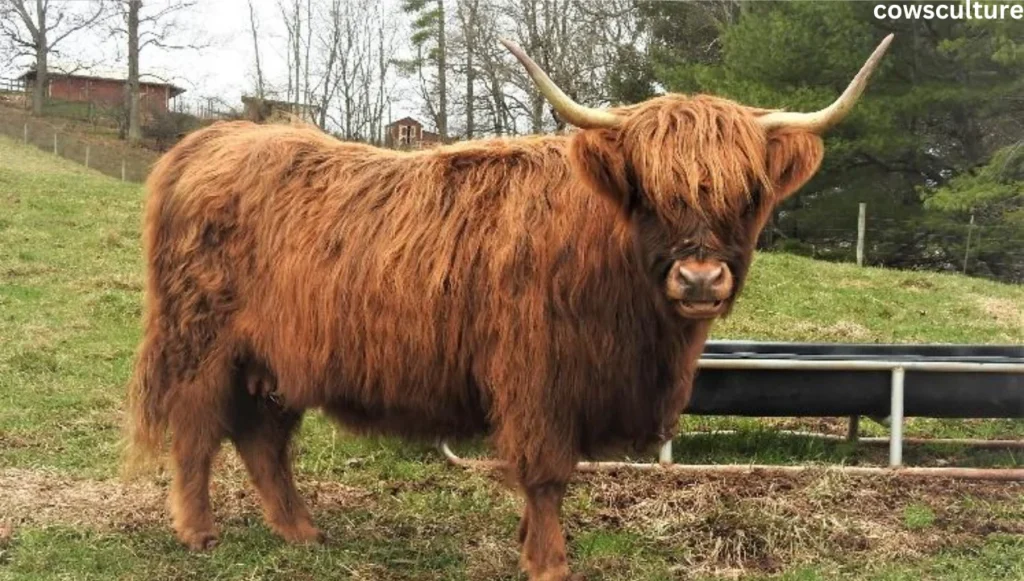 What colors are highland cows?