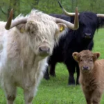 What colors are highland cows?