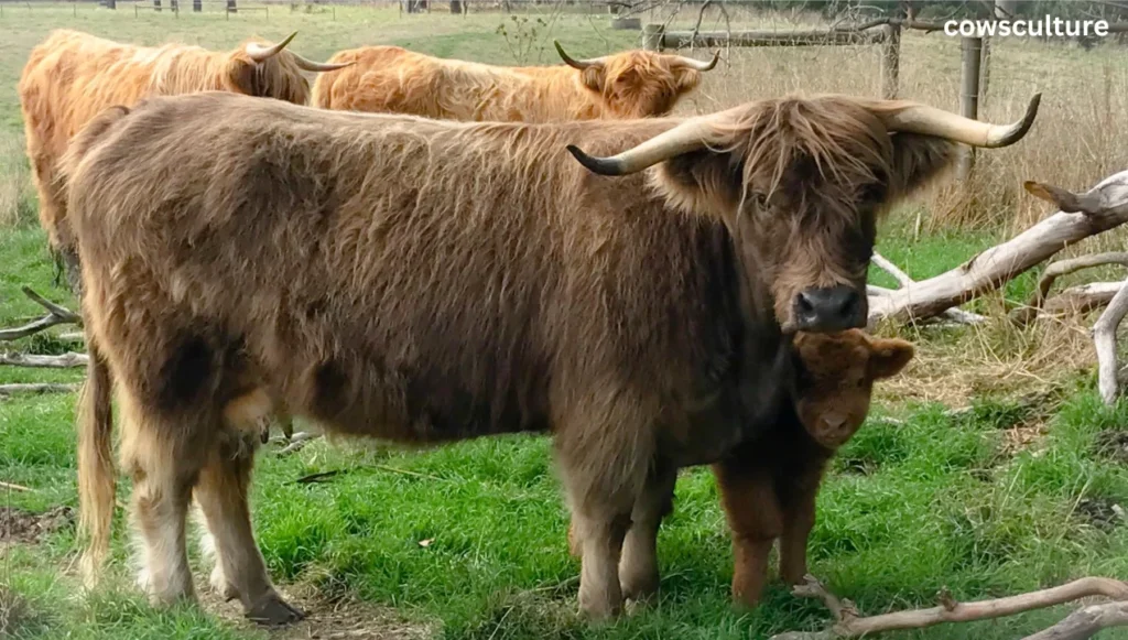 What colors are highland cows?