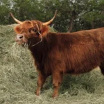 what do mini highland cows eat