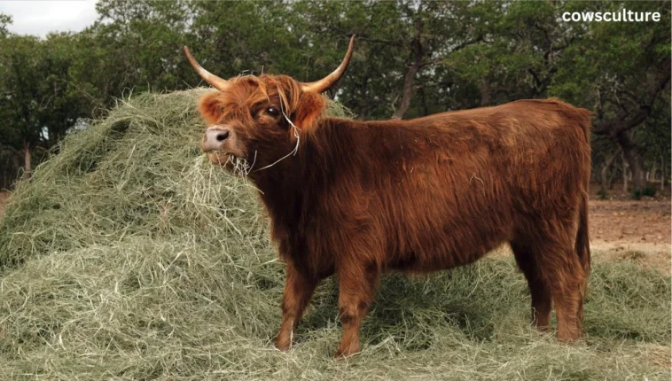 what do mini highland cows eat