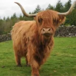 how to buy a highland cow