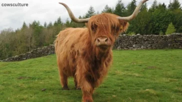 how to buy a highland cow