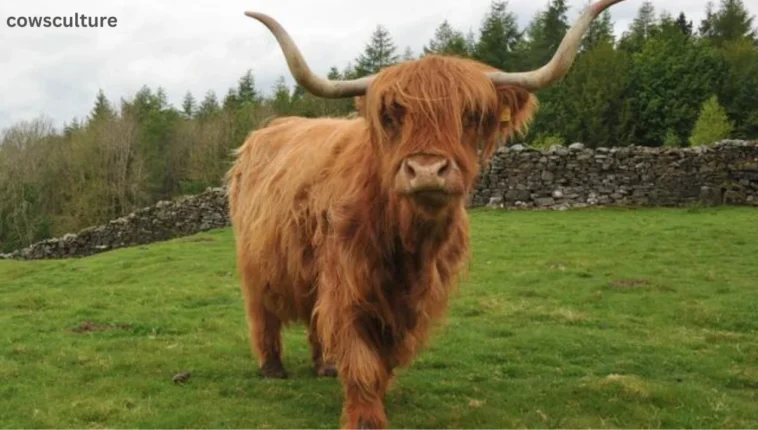 how to buy a highland cow