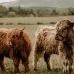 how much land does a mini highland cow need