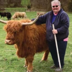 how tall are highland cows